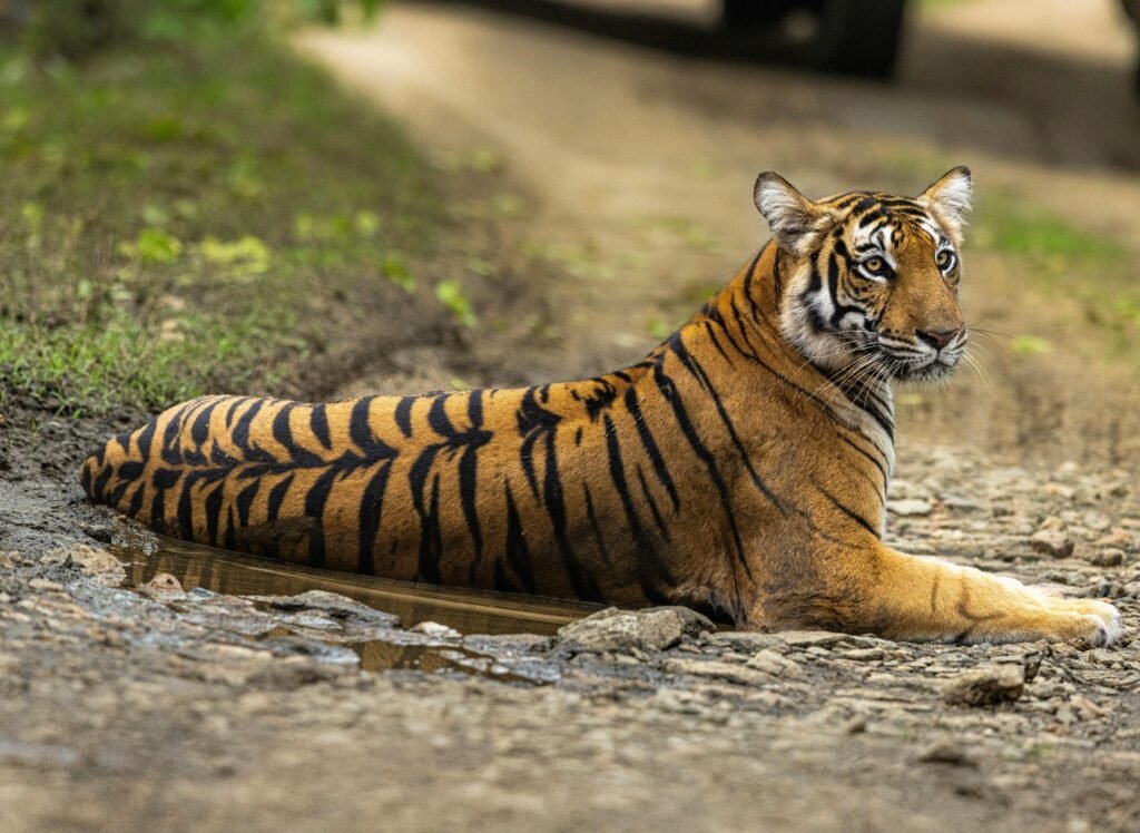 CSGE Wildlife