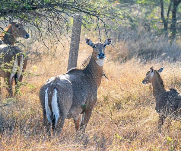 CSGE Wildlife